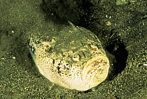 Stargazer fish buried in sand (Uranoscopus sp) Indonesia