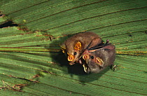 Brown tent building bats roost in tent (Uroderma magnirostrum) Ecuadorian Amazon
