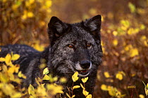 Grey wolf {Canis lupus} black colour, captive, USA