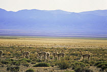 Group of Vicunas in Andes altiplano (Lama Vicugna) NW Argentina. Vulnerable habitat. Endangered