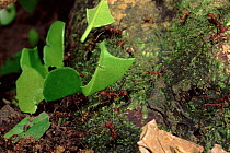 Leafcutter ants carrying leaves, Amazon, Ecuador.