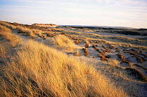 Eroded dune heathland habitat, signs of acidic erosion, Findhorn bay, Scotland