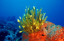 Yellow featherstars on sponge, Indo-Pacific.