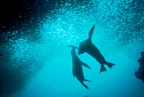 Galapagos sealion underwater (Zalophus californianus wollebacki)