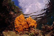 Orange sponge, Indo-Pacific