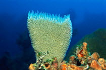 Tube sponge (Porifera sp) on coral reef, Cuba, Carribean