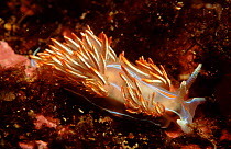Thick horned aeolid nudibranch, Canada