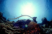 Sea krait swimming. Indo-Pacific.