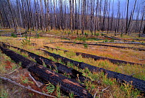 Regrowth after fire among fallen timber and burned trees, Yellowstone NP, Wyoming, USA