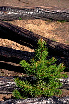 Regrowth after fire among fallen timber and burned trees. Wyoming Yellowstone NP, USA