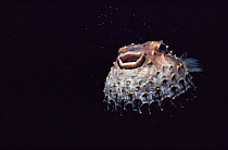 Yellowspotted pufferfish inflated (Chilomycterus spilostylus) Red Sea