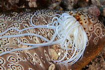 Leopard sea cucumber extrudes toxic tentacles in self defence