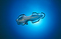 Swimming flatworm (Pseudocercos sp.) Indo-Pacific