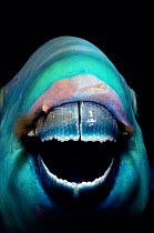 Close-up of mouth of Rusty parrotfish. (Scarus ferrugineus) Red Sea