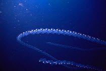 Chain of fluorescent tunicates (Salpa maxima) off Menorca, Mediterranean.