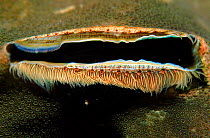 Coral Clam in the Pacific off Phillippines