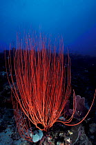 Whip Coral (Ctenocella sp) Indo Pacific