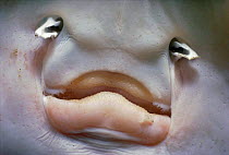 Close-up of mouth of skate, USA (Raja batis) New England, North Atlantic
