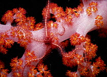Brittle star (Ophiurida) scavenging on Alcynarian soft coral, night. Borneo Sipadan Island