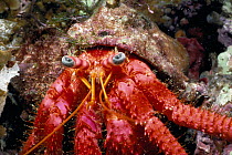 Hermit crab. Ustica Island, Italy Mediterranean
