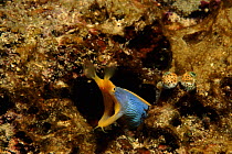Ribbon eel emerging from lair, Pacific