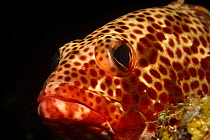 Close-up of Coney fish (grouper) (Cehalopholis fulva) Caribbean