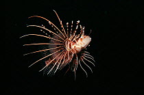 Lionfish swimming in open water. Indo-Pacific