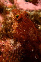 Close-up of Bullhead fish, Pacific coast Canada