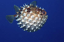 Pufferfish  (Arothron) inflated Indo-Pacific