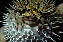 Black blotched porcupinefish, Northern Taiwan