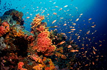 Coral reef scenic in the South Pacific off Phillippines.