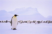 Emperor Penguins, Antarctica. (Aptenodytes forsteri) Weddell Sea, No Name Rookery