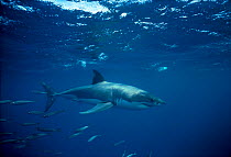 Great White Shark. S.Australia (Carcharodon carcharias) South Australia. Dangerous Reef