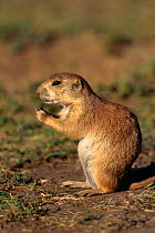 Young Black tailed prairie dog {Cynomys ludovicianus) Custer SP, California, USA