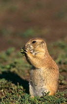 Young Black tailed prairie dog {Cynomys ludovicianus) Custer SP, California, USA