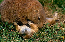 Female Black tailed prairie dog {Cynomys ludovicianus) grooming young, Custer SP, California, USA