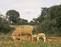 Newborn lamb (Ovis aries) with mother, Extremadura, Spain