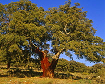 Cork oak tree {Quercus suber} Extremadura, Spain.