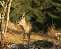 Male Roe deer (Capreolus capreolus) in woodland clearing, Sweden