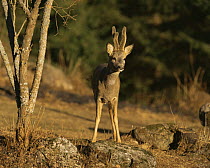 Male Roe deer (Capreolus capreolus) in woodland clearing, Sweden