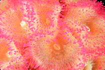 Close up of Jewel anemones (Corynactis haddoni) New Zealand