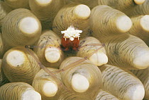 Anemone shrimp amongst anemone corals. (Periclimines kororensis) Solomon Is, Pacific