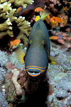 Orangestriped triggerfish. (Balistapus undulatus) Red Sea.
