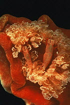 Emperor shrimp (Periclimenes imperator / Zenopontonia rex) on Spanish dancer (Hexabranchus sanguineous) Indonesia