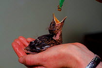 Blackbird (Turdus merula) nestling being hand fed C