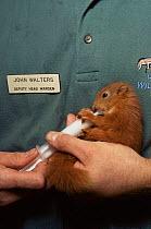 Orphan  red squirrel baby hand fed with syringe(Sciurus vulgaris) Highland Wildlfe Park, Scotland