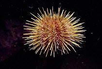 Green sea urchin (Strongylocentrotus droebachiensis) feeds on algae. North Atlantic
