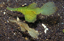 Ghost pipe fish couple. Indo-Pac (Solenostomus cyanopterus)