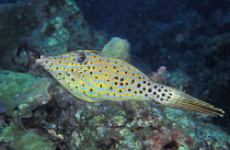 Longtail filefish. Indo Pacific (Alutera scripta)