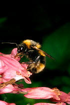 Bumblebee foraging on Dicentra flower, UK